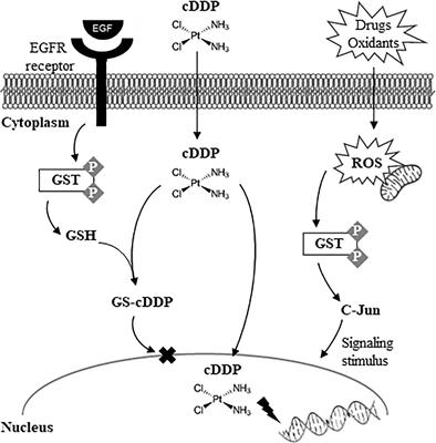 Metabolic Aspects of Palladium(II) Potential Anti-Cancer Drugs